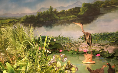 湿地公园科普体验馆手绘墙画